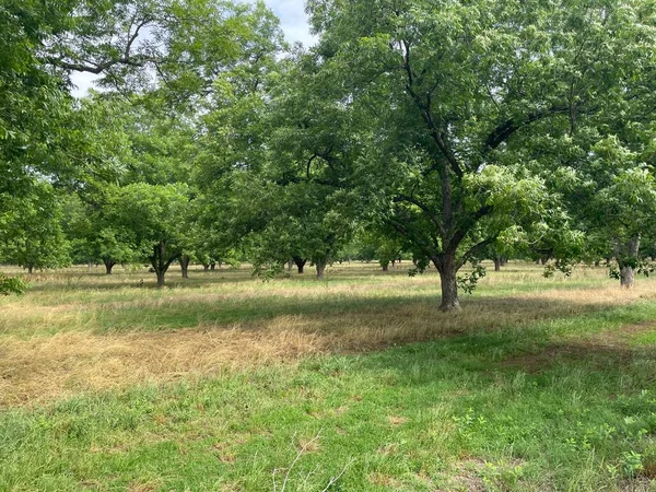 Burke County Usa Pekanbaumplantage Ländlichen Georgia Sommer — Stockfoto