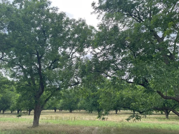 Burke County Usa Obstgarten Mit Pekannussbäumen Ländlichen Georgia — Stockfoto