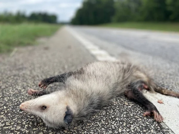 stock image Burke County, Ga USA - 05 26 22: Road kill a face of a dead possum on a rural country road front view