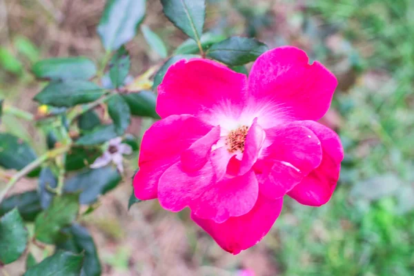 Uma Rosa Vermelha Queda Sul — Fotografia de Stock