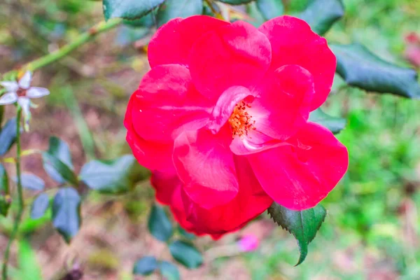 Червона Троянда Півдні Осінь — стокове фото