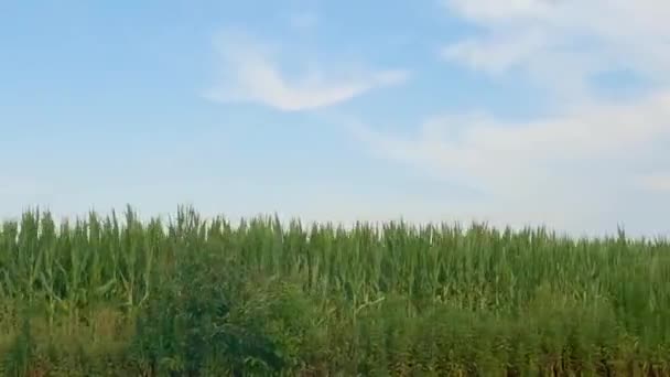 Mais Wächst Auf Einem Feld Auf Einem Bauernhof Ländlichen Georgien — Stockvideo