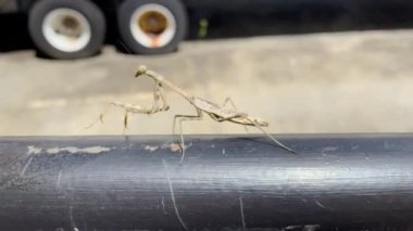 Large praying Mantis on a black rail walking and folding arms