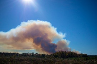 Forest fire large smoke clouds distant view in rural Georgia