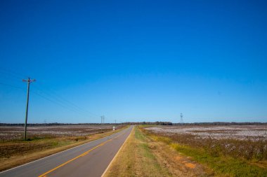 Rural highway Fields of cotton on a farm in rural south Georgia clear blue sky USA