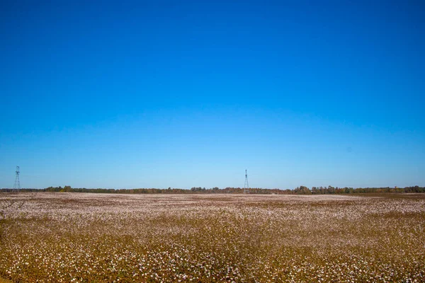 Field Cotton Farm Rural South Georgia Clear Blue Sky Usa — Stockfoto
