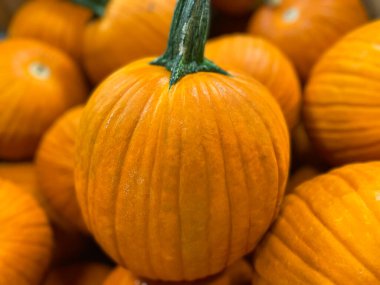 Perakende satış mağazasındaki bir çöp kutusundaki balkabakları, Georgia USA sapıyla yakın çekim yapın.