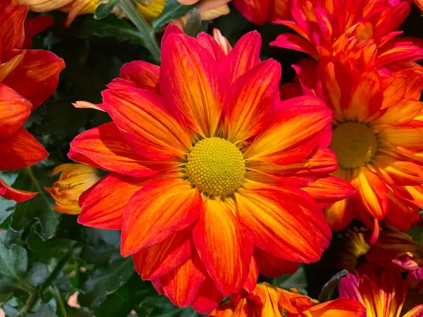 Outono Fundo Decoração Fundo Floral Padrão Vermelho Brilhante Amarelo — Fotografia de Stock