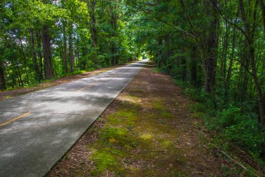Gümüş Kuyrukluyıldız Yolu, Gürcistan 'ın 65 mil asfalt yolu. Uzak görüşlü yeşil yapraklar.