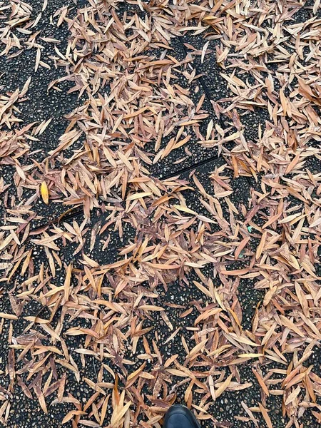 オーガスタ ガインUsa 舗装された湿った地面の黒い舗装の秋の葉 — ストック写真