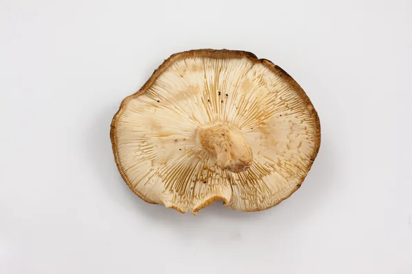 Shittake 蘑菇 — 图库照片