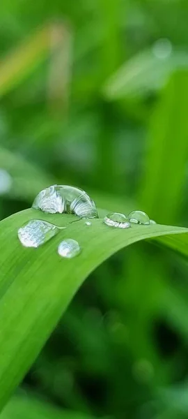 Krople Deszczu Zielonych Liściach Latem — Zdjęcie stockowe