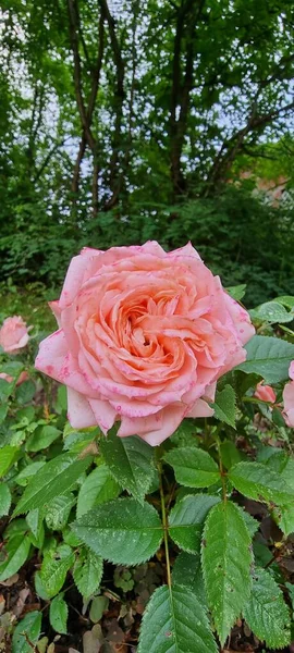 Zarte Rosa Rose Blume — Stockfoto