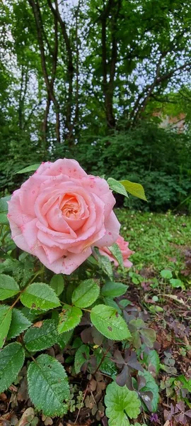 Delikat Rosa Ros Blomma — Stockfoto