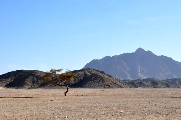 Yalnızlık, ağaç, çöl, dağlar, granit dağlar, kum, Mısır, Libya Çölü, Safariler