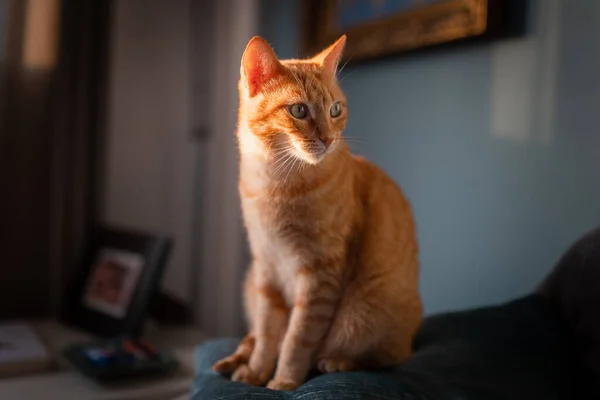 Braune Gestromte Katze Mit Grünen Augen Sitzt Auf Einem Sofa — Stockfoto
