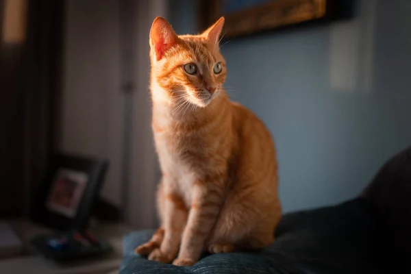 Brązowy Kot Zielonymi Oczami Siedzący Kanapie Pod Światłem Okna — Zdjęcie stockowe
