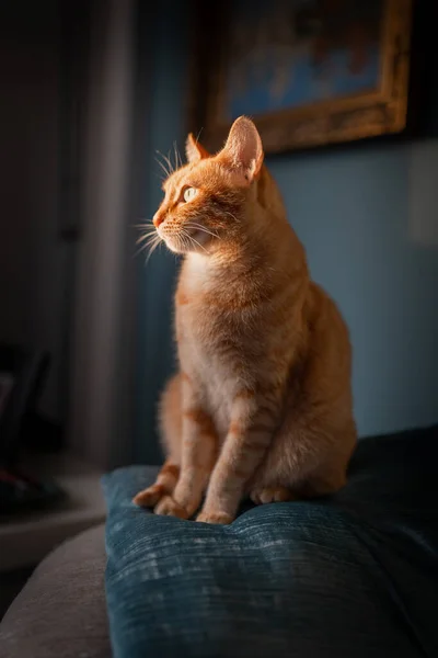 一只褐色的 长着绿眼睛的胖胖的猫坐在窗下的沙发上 垂直构图 — 图库照片