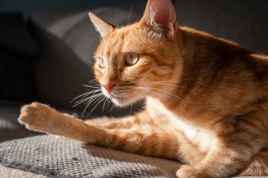 Kahverengi tekir kedi kanepede yatıyordu, pencerenin altında.