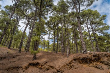 Yaz manzarası. El Pinar 'daki çam ormanı. El Hierro 'da. Kanarya Adaları. İspanya