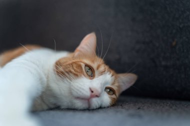 Sarı gözlü kahverengi ve beyaz kedi gri bir kanepede yatıyor. Kapat.