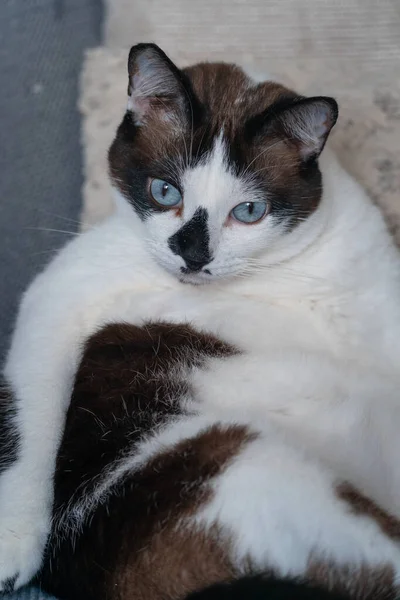 Mavi Gözlü Siyah Beyaz Kedi Dikey Bileşim — Stok fotoğraf