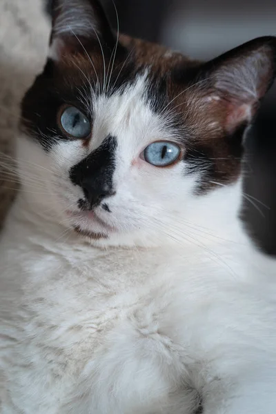 Gato Blanco Negro Con Ojos Azules Cerca —  Fotos de Stock