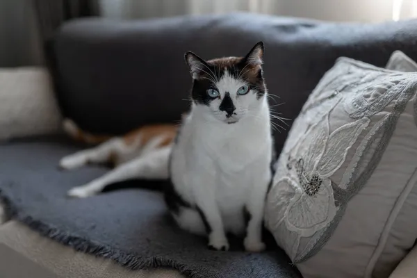 Svart Och Vit Katt Med Blå Ögon Sitter Grå Soffa — Stockfoto