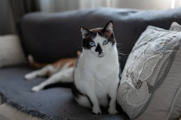 Svart Och Vit Katt Med Blå Ögon Sitter Grå Soffa — Stockfoto