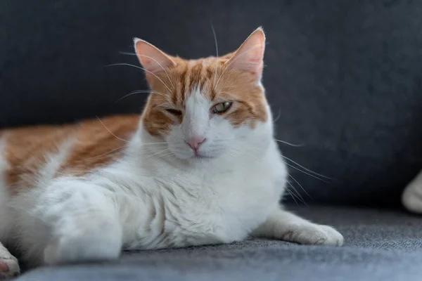 グレーのソファの上に黄色い目の茶色と白の猫 閉鎖2 — ストック写真