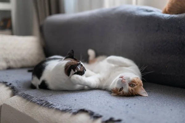 Zwei Weiße Hauskatzen Schlafen Zusammen Auf Einem Grauen Sofa — Stockfoto