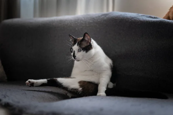 黒と白の猫青い目が面白い姿勢でグレーのソファに座って — ストック写真