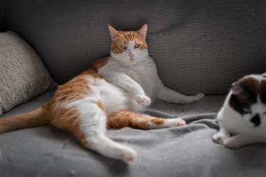 Kahverengi ve beyaz kediler, sarı gözlü gri bir kanepede uzanıyorlar komik bir duruşu var.