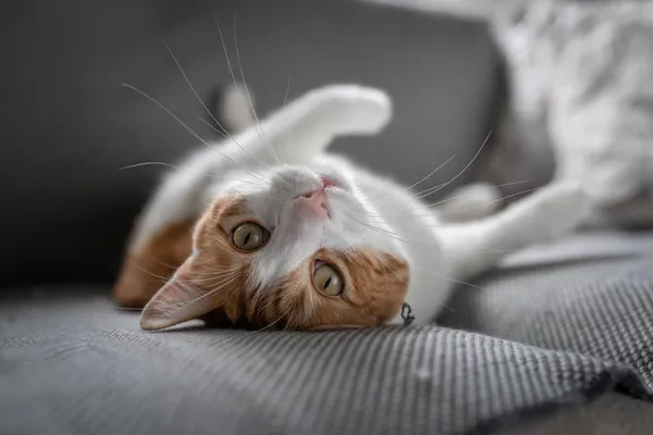 Kapat Sırtında Sarı Gözleri Olan Kahverengi Beyaz Bir Kedi Kameraya — Stok fotoğraf