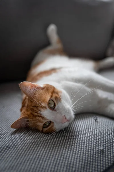 Fecha Gato Marrom Branco Com Olhos Amarelos Deitados Sofá Olha — Fotografia de Stock