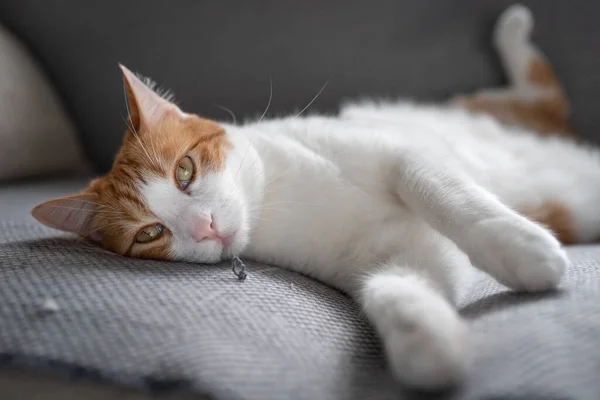 Cerca Gato Marrón Blanco Con Ojos Amarillos Acostado Sofá Gris —  Fotos de Stock