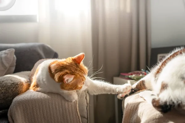 Brun Och Vit Katt Fönstret Leker Med Annan Katt — Stockfoto