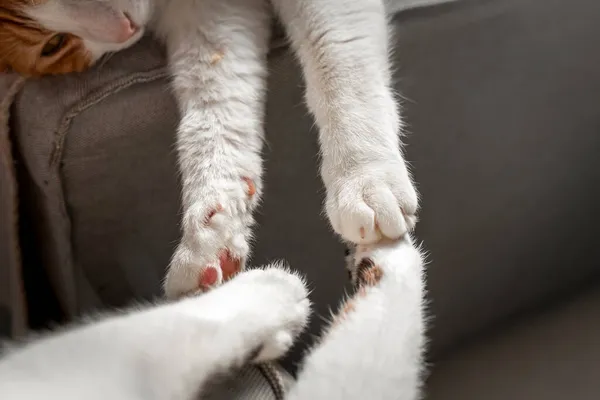 Zblízka Dvě Bílé Kočky Dotýkají Tlapek — Stock fotografie
