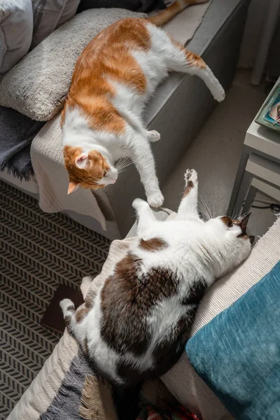 Twee Huiselijke Witte Katten Liggend Een Bank Spelen Samen — Stockfoto