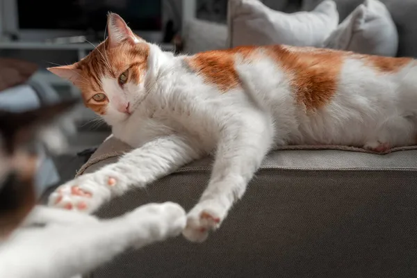 Dois Gatos Brancos Domésticos Deitados Sofá Brincam Juntos Perto — Fotografia de Stock