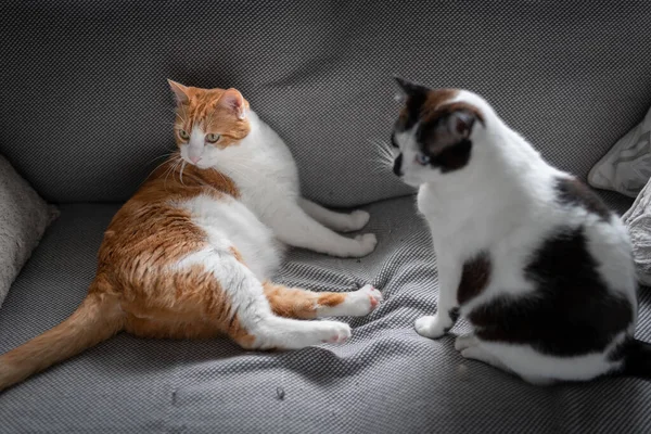 Zwei Weiße Hauskatzen Interagieren Auf Einem Grauen Sofa — Stockfoto