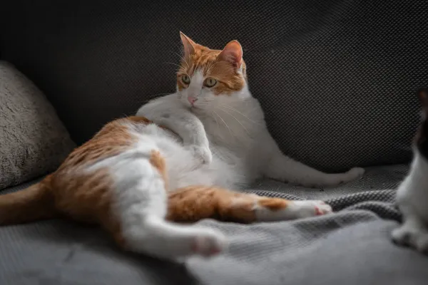 Gato Marrón Blanco Con Ojos Amarillos Acostado Sofá Gris Con —  Fotos de Stock