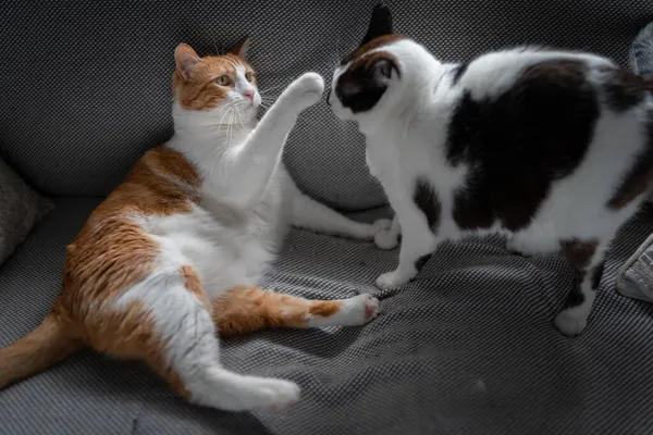 Zwei Weiße Hauskatzen Spielen Zusammen Auf Einem Grauen Sofa — Stockfoto