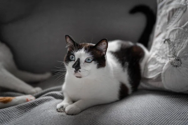 Gato Blanco Negro Con Ojos Azules Acostado Sofá Gris Mira — Foto de Stock