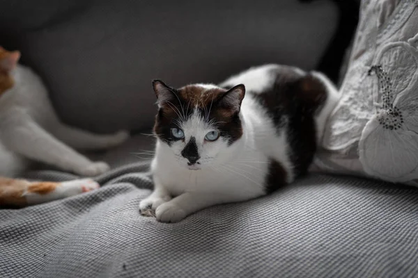 Gato Blanco Negro Con Ojos Azules Acostado Sofá Gris Mira —  Fotos de Stock