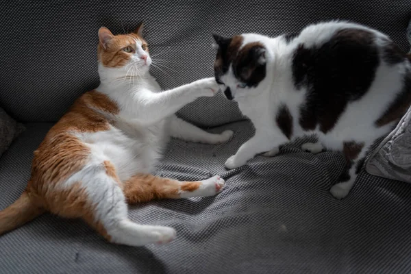 Dois Gatos Brancos Domésticos Jogam Juntos Sofá Cinza — Fotografia de Stock