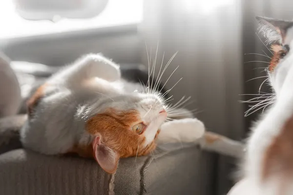 Bruin Witte Kat Met Gele Ogen Zijn Rug Close — Stockfoto