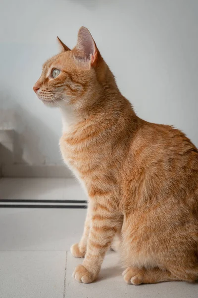 Vertikal Sammansättning Brun Tabby Katt Med Gröna Ögon Profilvy — Stockfoto