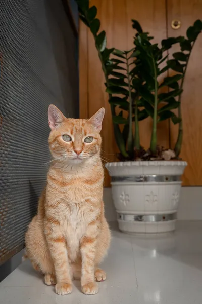 Skład Pionowy Brązowy Kot Zielonymi Oczami — Zdjęcie stockowe