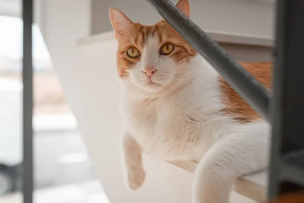 Gato Marrón Blanco Con Ojos Amarillos Acostados Las Escaleras —  Fotos de Stock